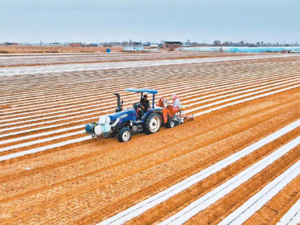 Potato Diggers Revolutionize Global Harvesting: Smart, Customized Equipment Drives Agricultural Efficiency