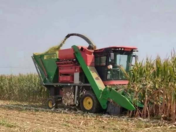 Production is Progressing Smoothly, and the Annual Grain Harvest is Imminent