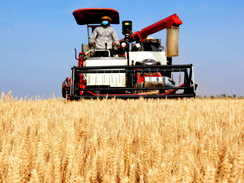 Successful Wheat Harvest in 2025