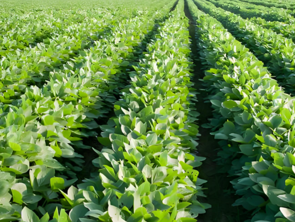 Technical Opinion on "One Spray, Multiple Promotions" for Soybeans