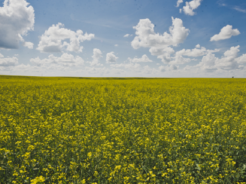 Technical Key Points of Three Mechanized Sowing Types of Rapeseed