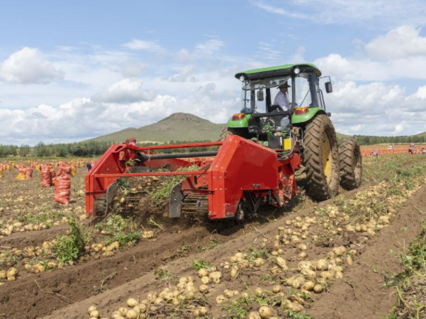 Tractor with Potato Harvester