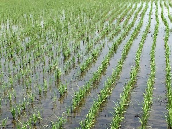 Rice Dense Sowing and Sparse Planting Experimental study